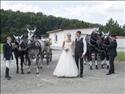 150711Hochzeit ManuEla_Trauung_Pferde056